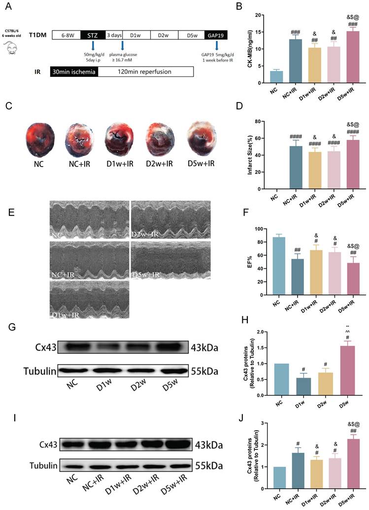 Int J Med Sci Image