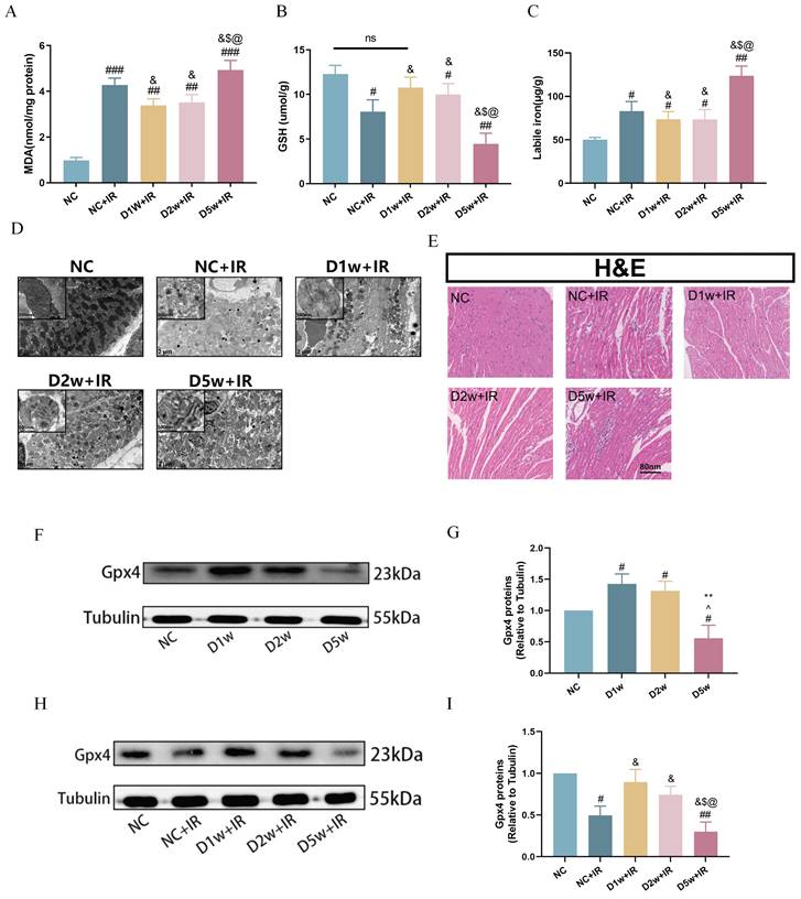 Int J Med Sci Image