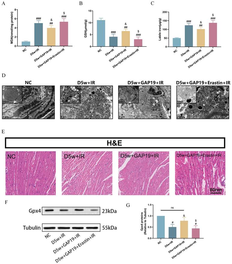 Int J Med Sci Image