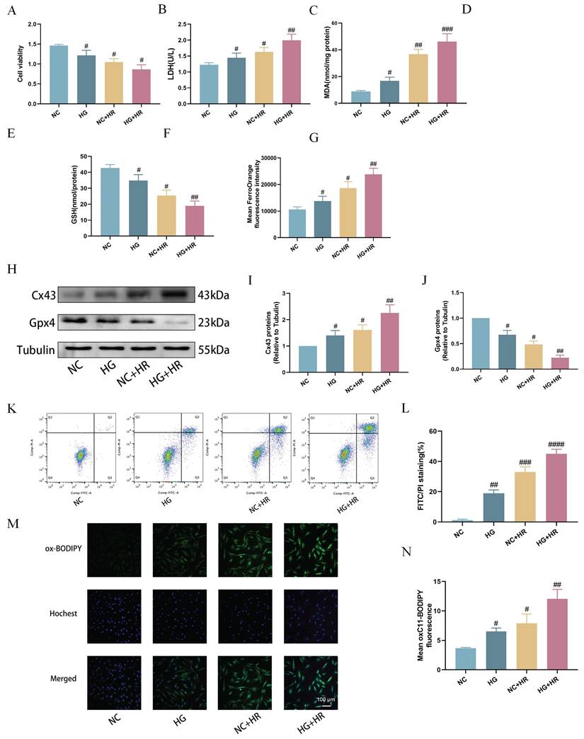 Int J Med Sci Image