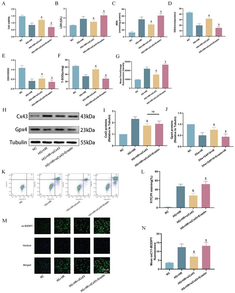 Int J Med Sci Image