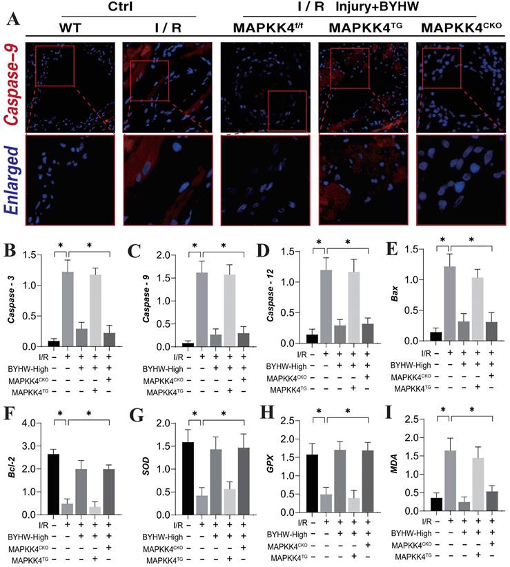 Int J Med Sci Image