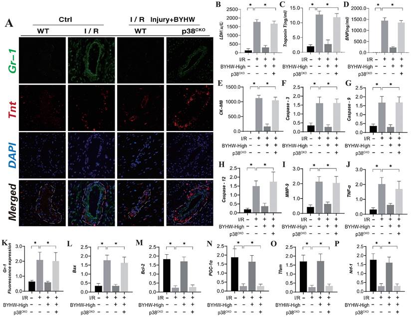 Int J Med Sci Image