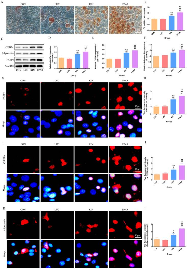 Int J Med Sci Image