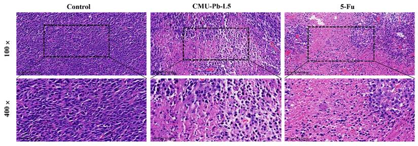 Int J Med Sci Image