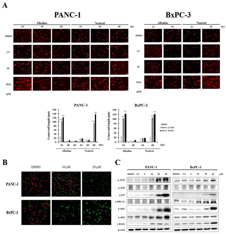 Int J Med Sci Image