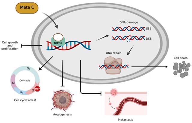 Int J Med Sci Image