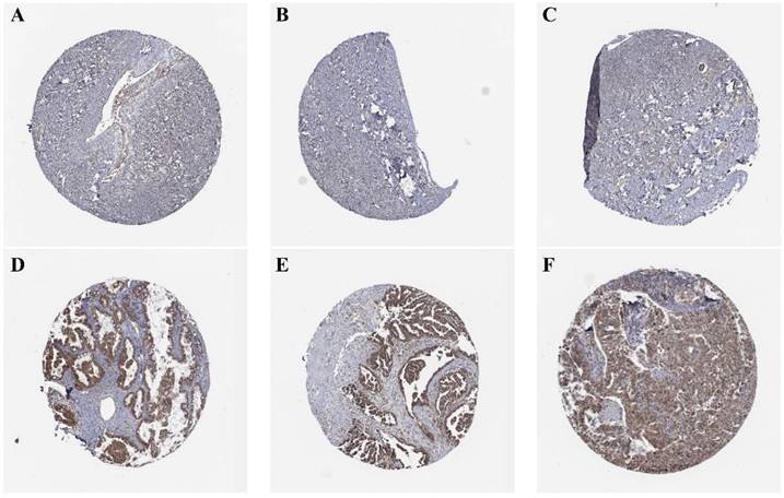 Int J Med Sci Image