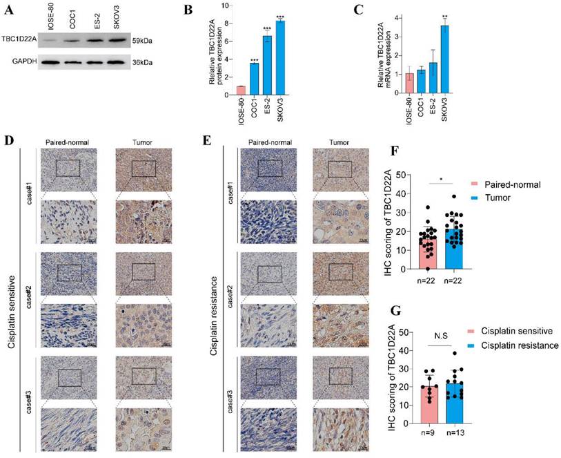 Int J Med Sci Image