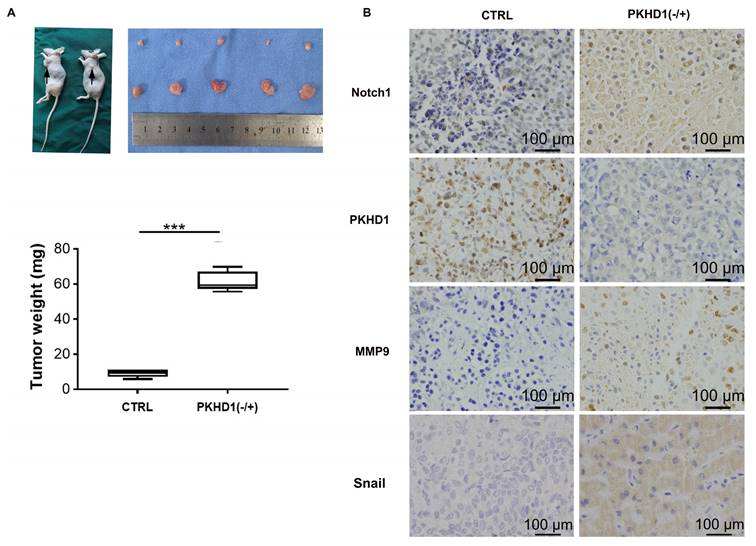 Int J Med Sci Image