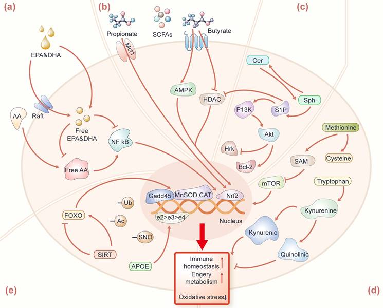 Int J Med Sci Image