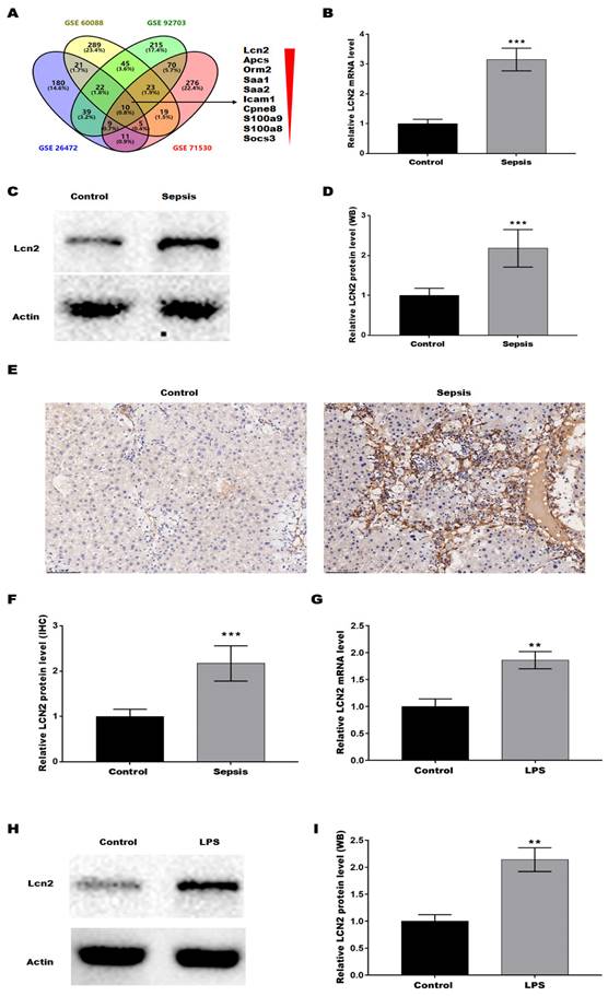 Int J Med Sci Image