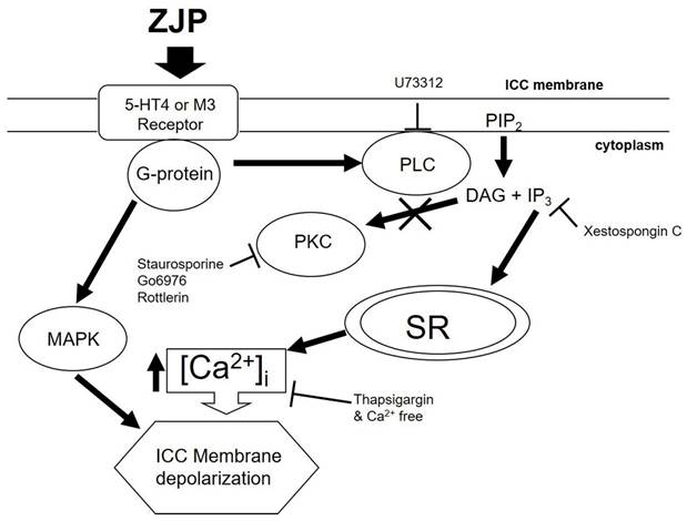 Int J Med Sci Image