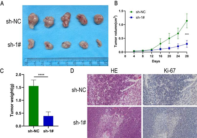 Int J Med Sci Image