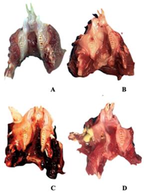 Int J Med Sci Image