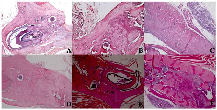 Int J Med Sci Image