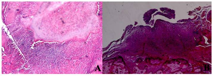 Int J Med Sci Image