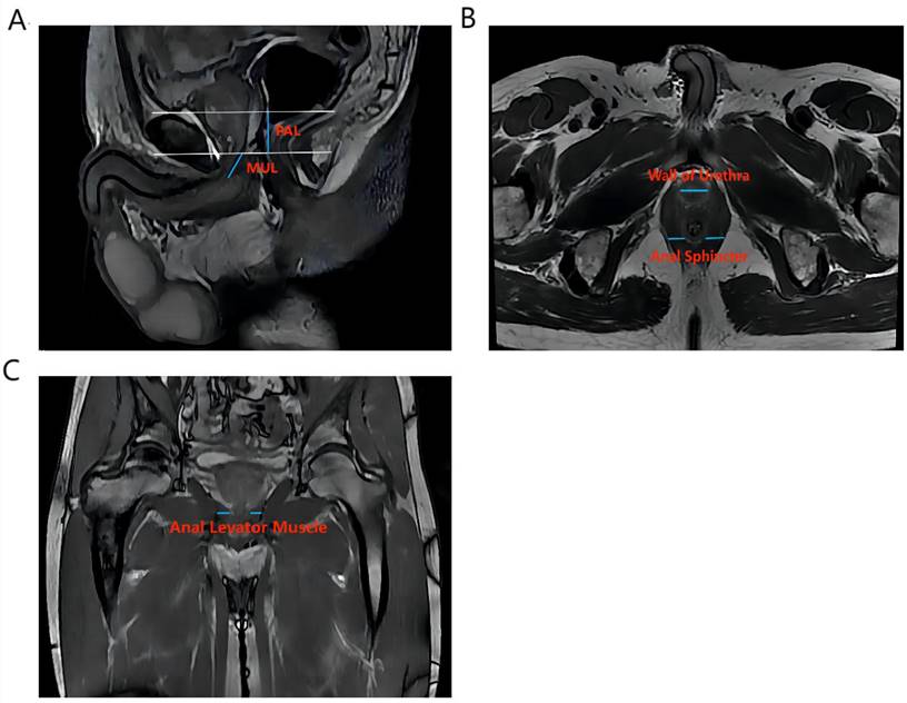 Int J Med Sci Image