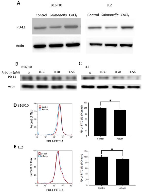 Int J Med Sci Image