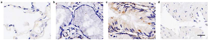 Int J Med Sci Image