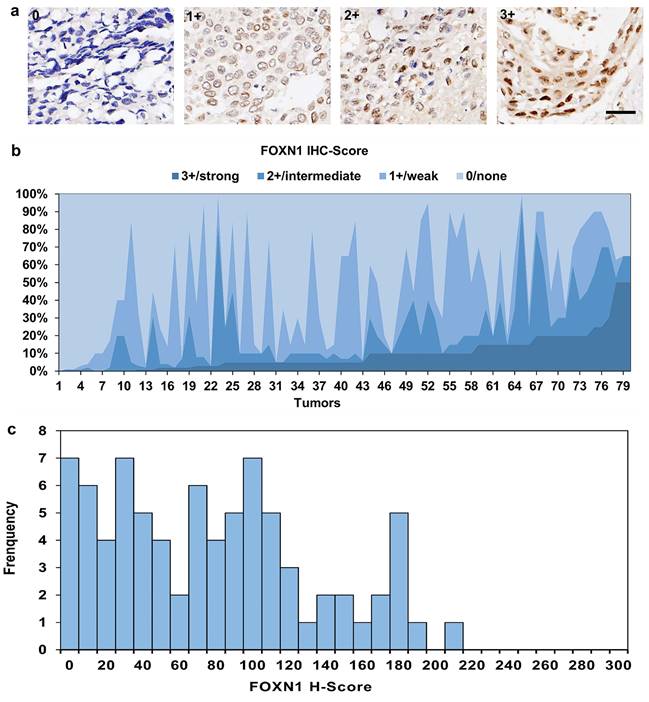 Int J Med Sci Image