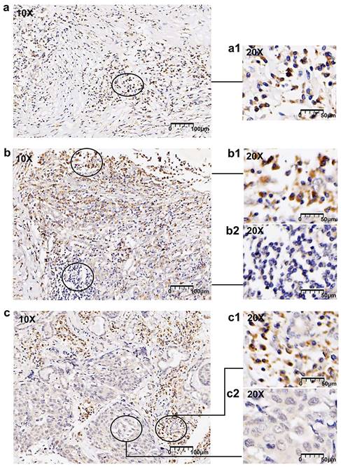 Int J Med Sci Image