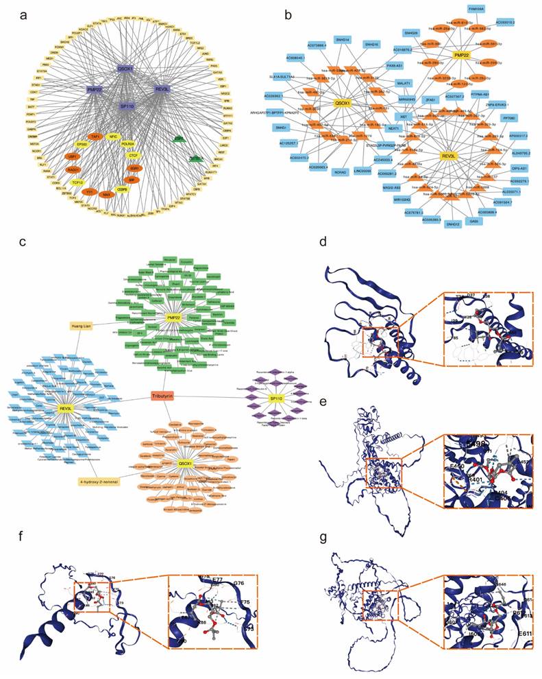 Int J Med Sci Image