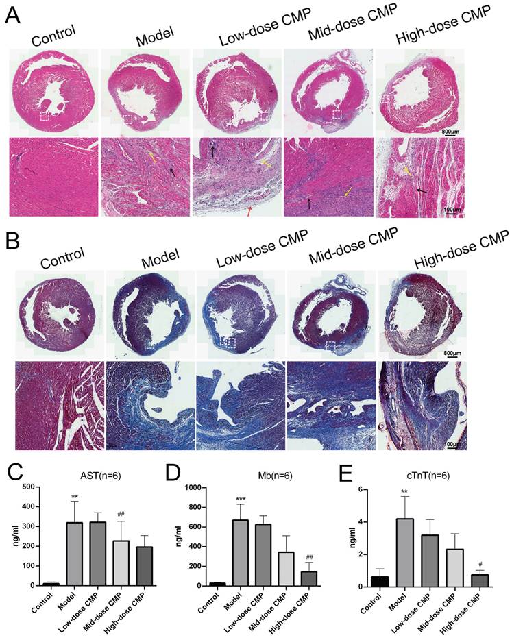 Int J Med Sci Image