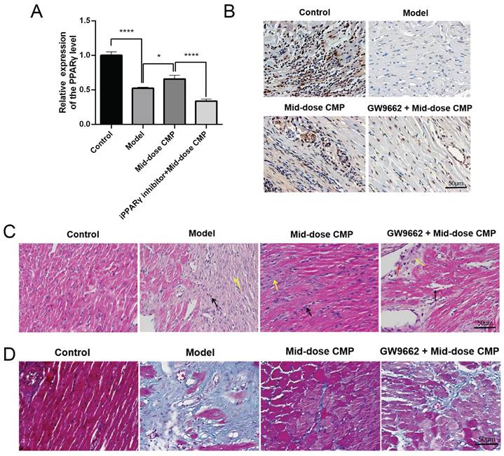 Int J Med Sci Image