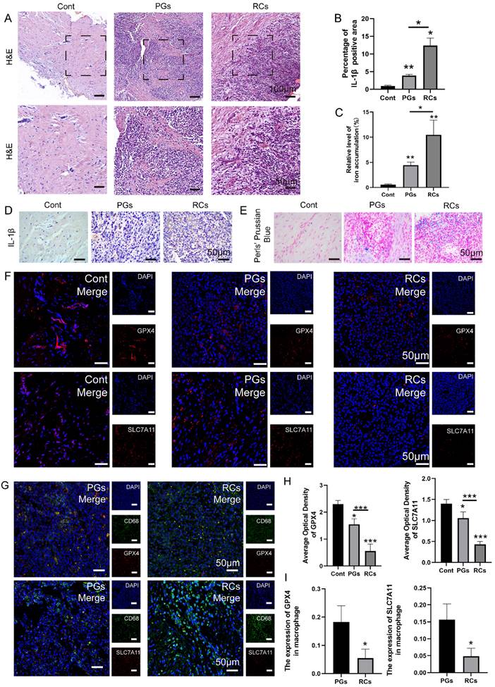 Int J Med Sci Image