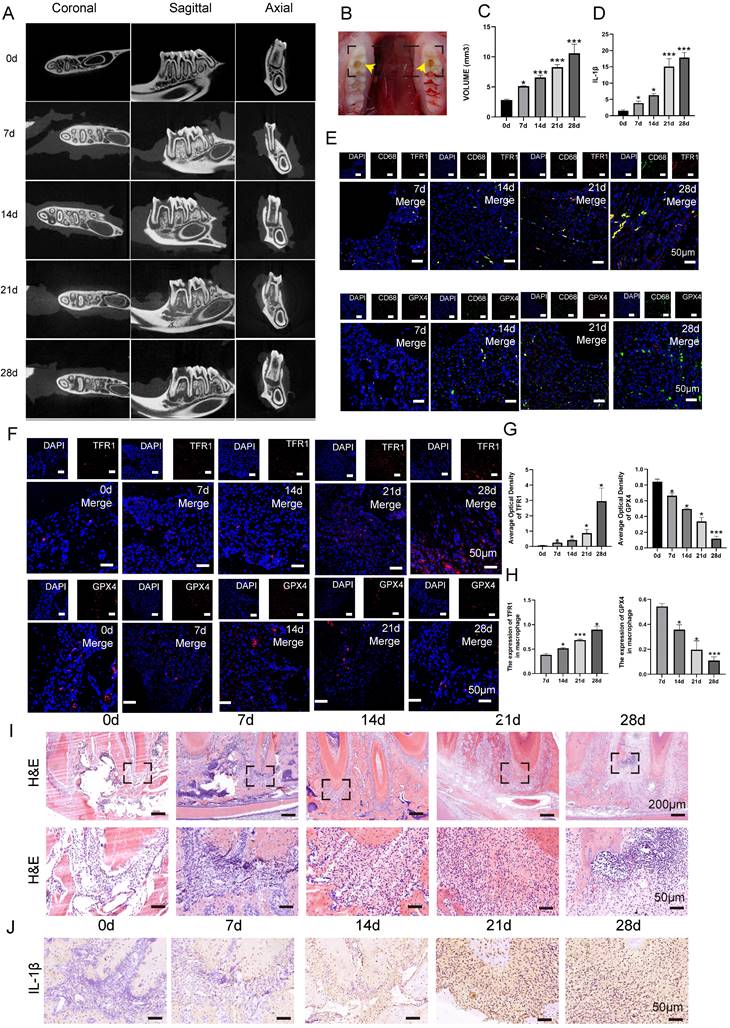 Int J Med Sci Image