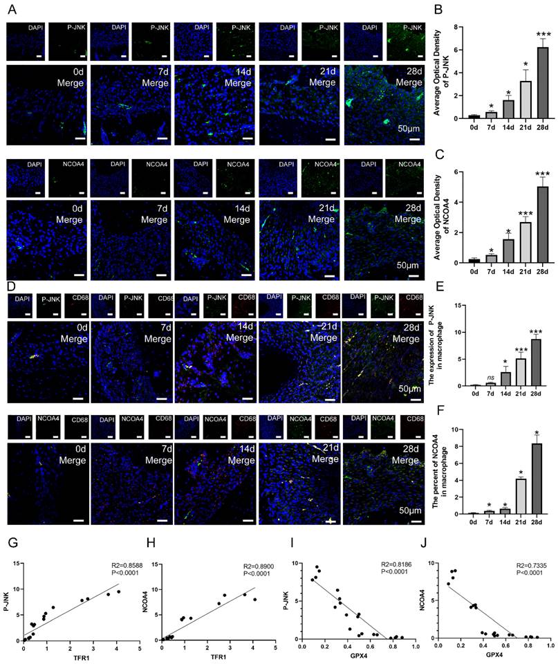 Int J Med Sci Image