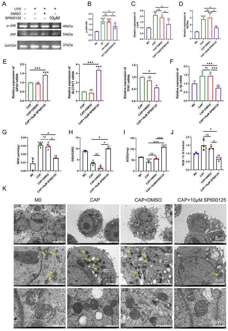 Int J Med Sci Image