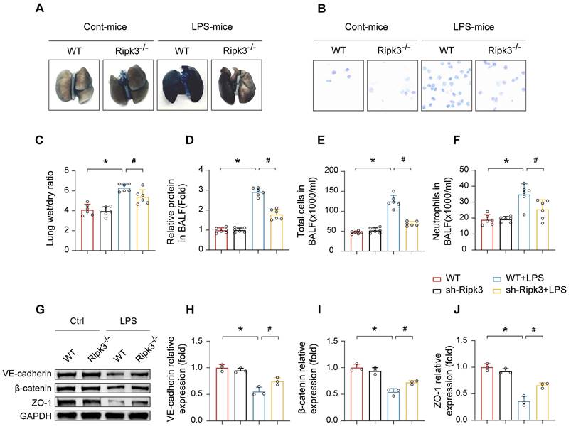 Int J Med Sci Image