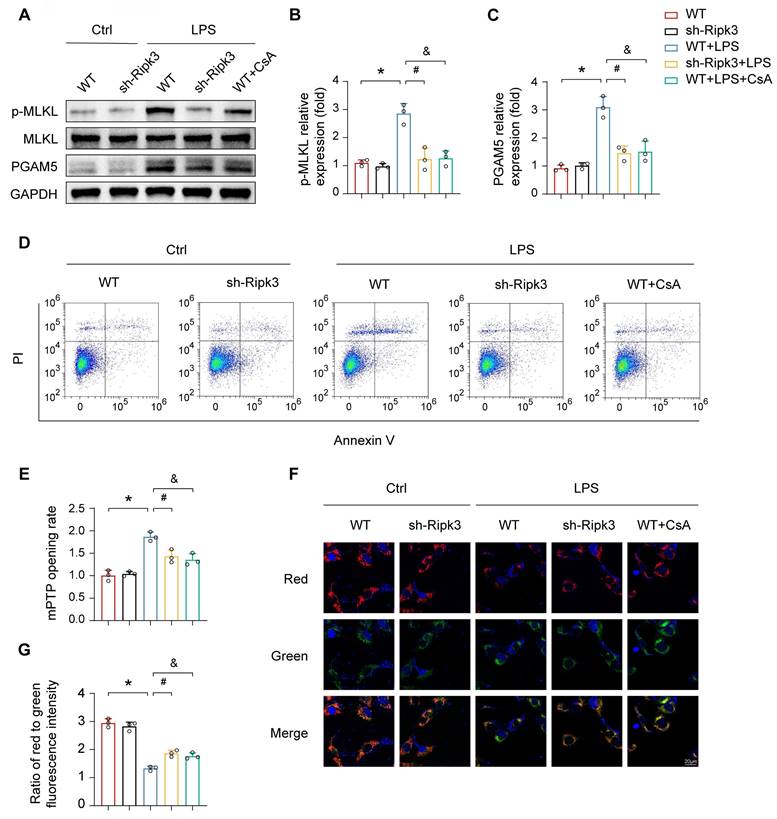 Int J Med Sci Image