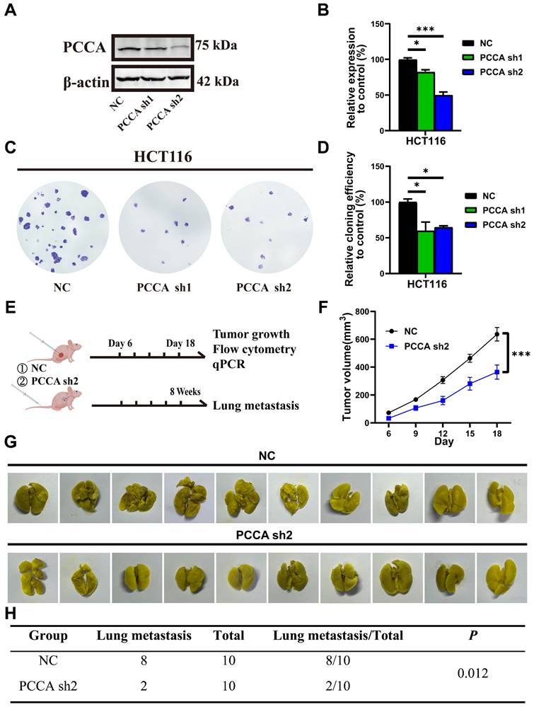 Int J Med Sci Image