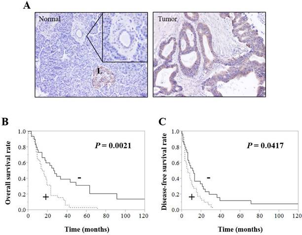 Int J Med Sci Image