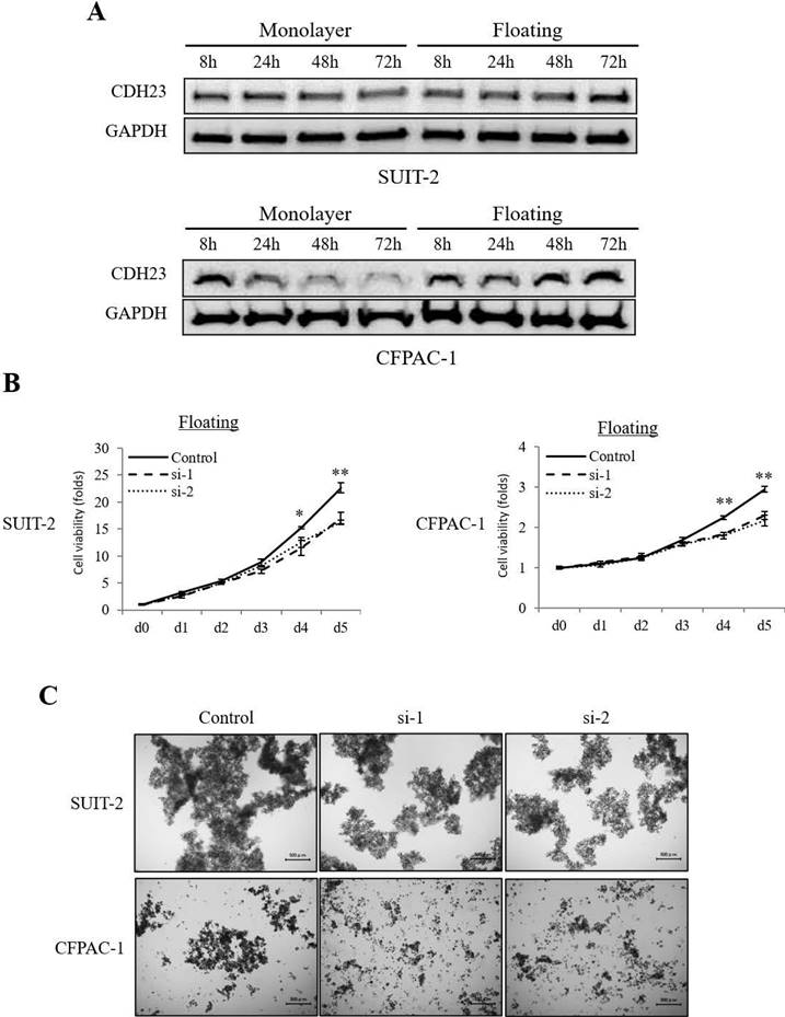 Int J Med Sci Image