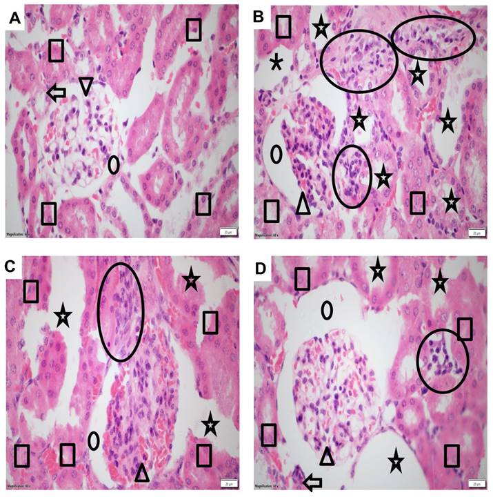 Int J Med Sci Image