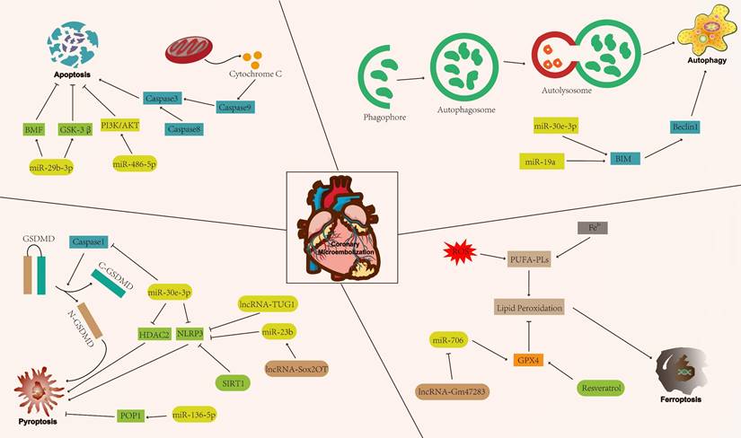 Int J Med Sci Image