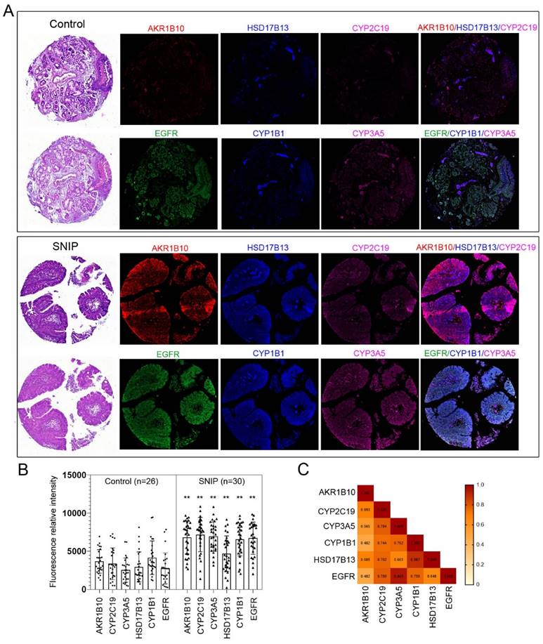 Int J Med Sci Image