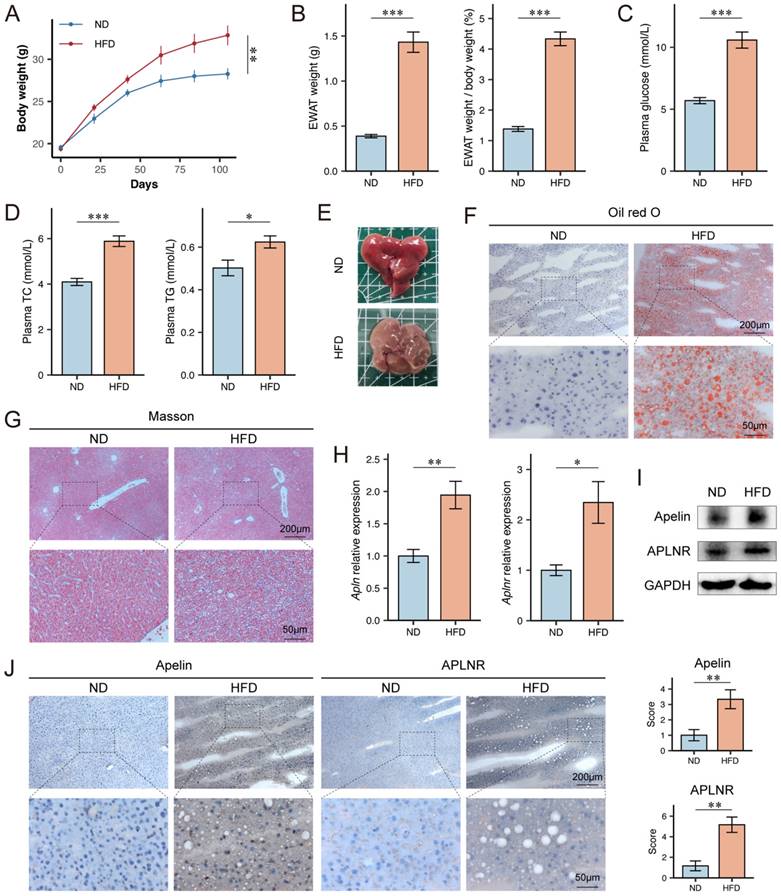 Int J Med Sci Image