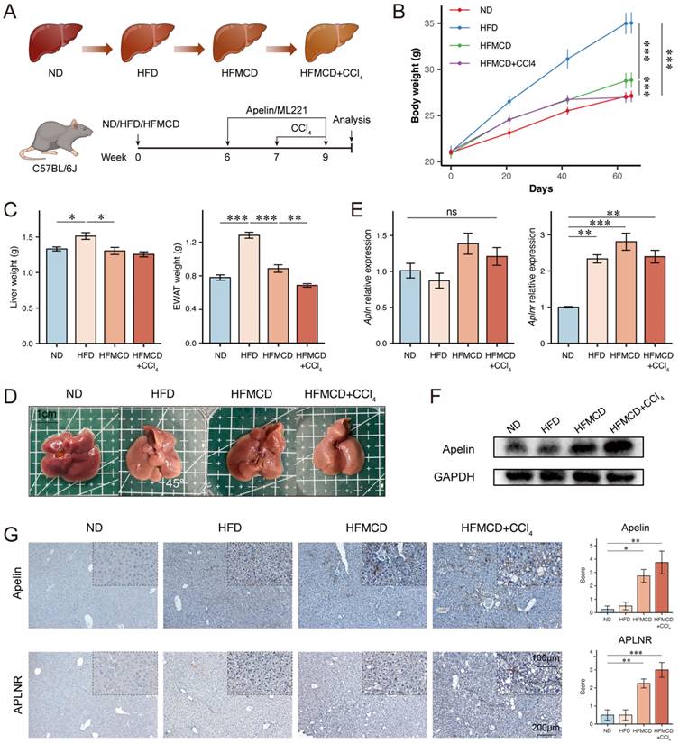 Int J Med Sci Image