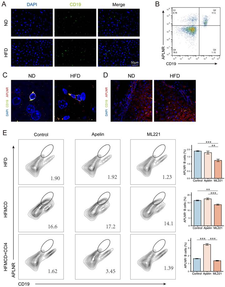 Int J Med Sci Image