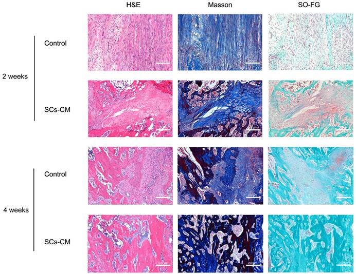 Int J Med Sci Image