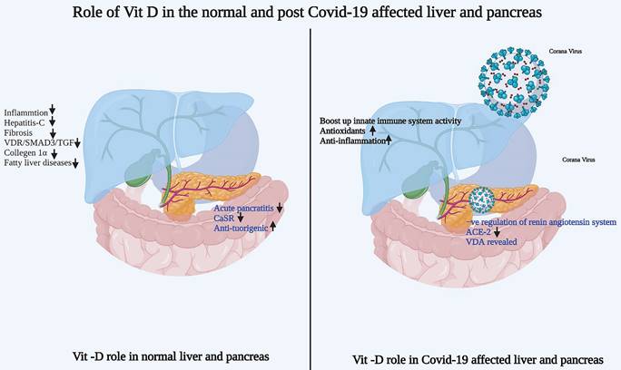 Int J Med Sci Image