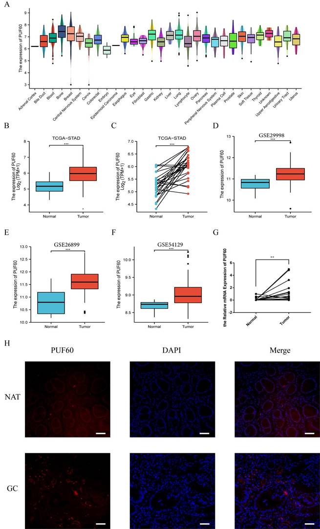 Int J Med Sci Image