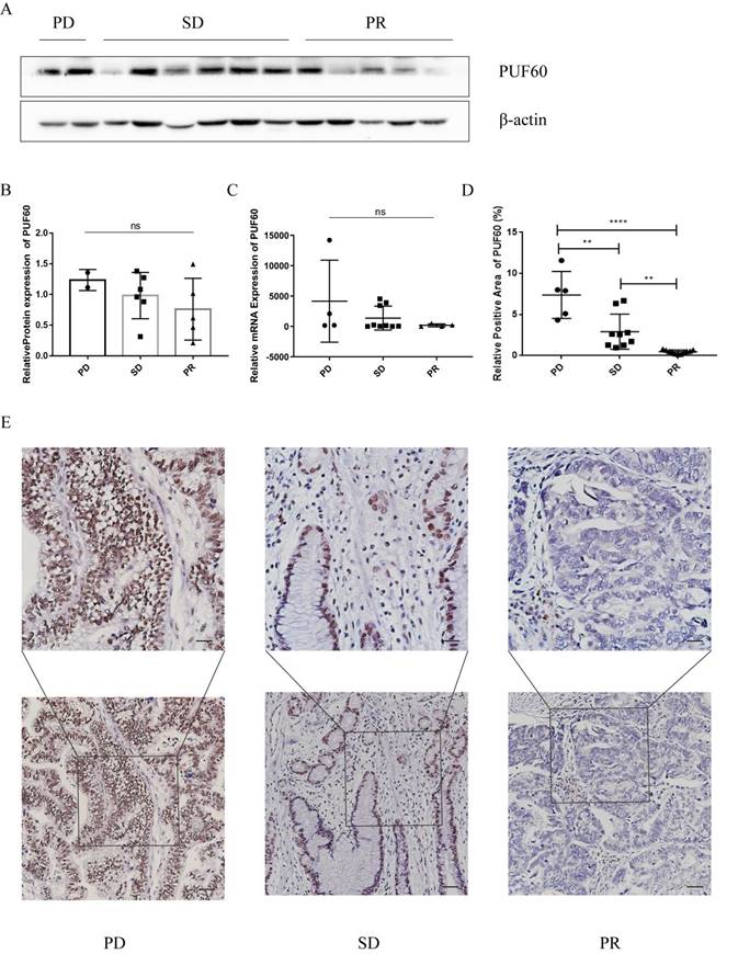 Int J Med Sci Image