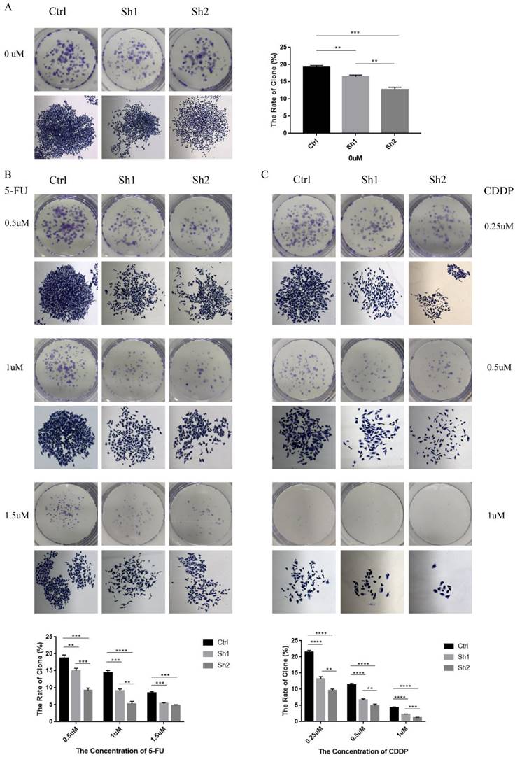 Int J Med Sci Image