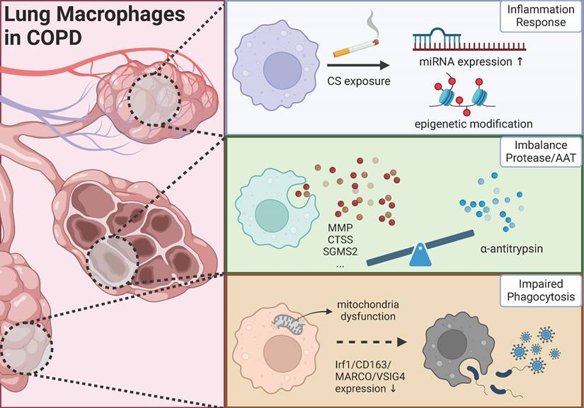 Int J Med Sci Image